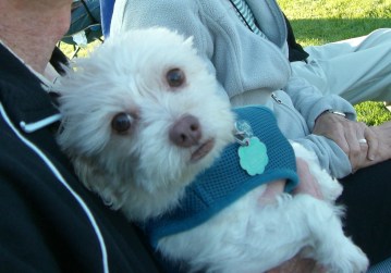 Bailey on Don's lap (3)